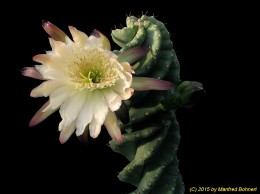 Cereus tortuosus  1022